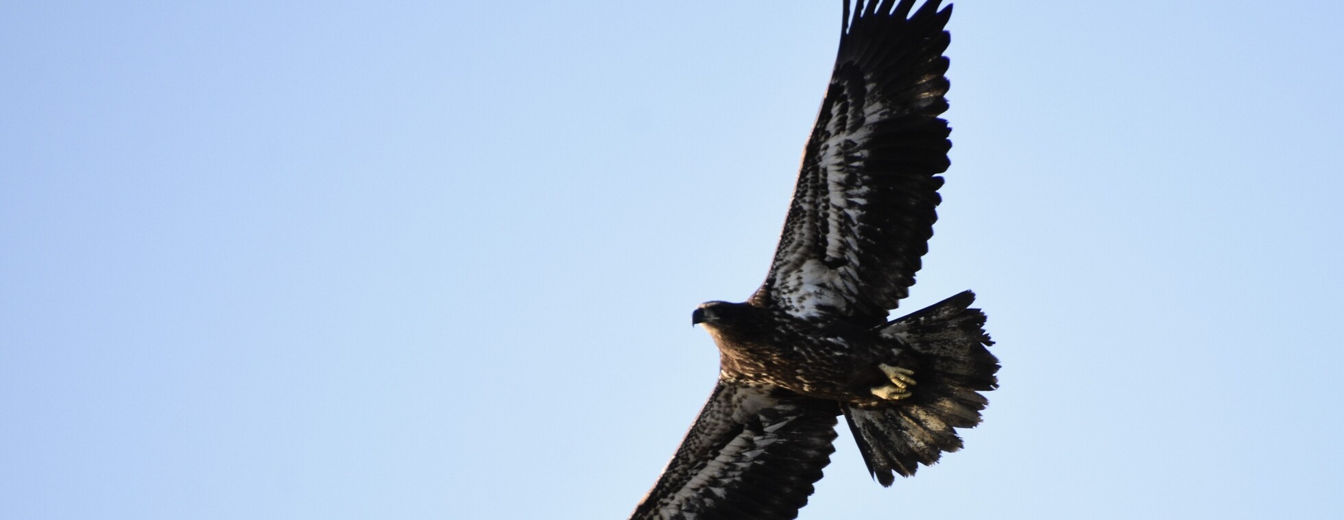 Edwards Point Eaglet Watch - March 13, 2026
